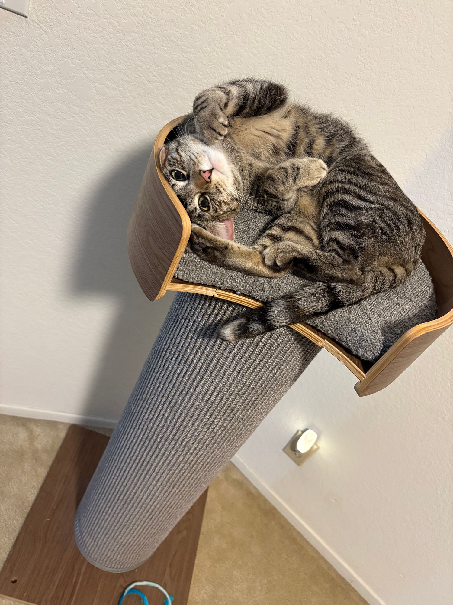 Cat Behavior How To Get Cat To Use Scratching Post Giant - Main Image