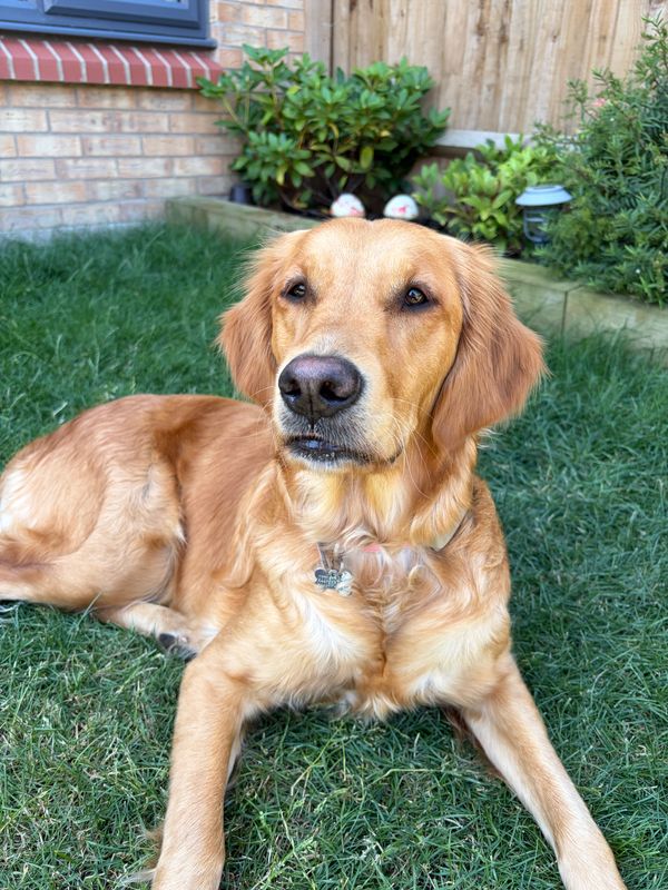 Olive, a golden retriever, lying on a lawn