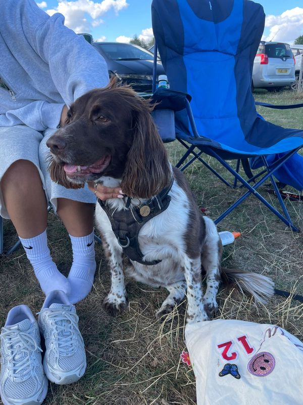 Nellie, a brown and white spaniel, sitting on grass beside her owner