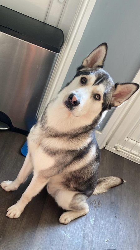 Ghost, a husky, sitting on a wooden floor with his head tilted