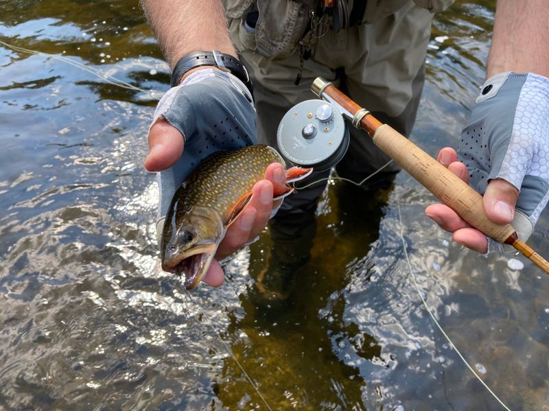 forums shimano reel finicky FX 2000 FC Spinning Best Fly Rods for Size:151XG 8.5:1 Left Hand The spinning reel FX Brand_BKK