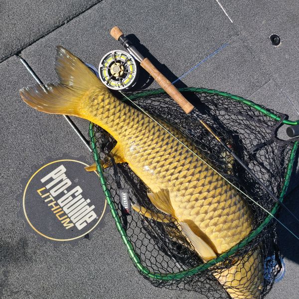 carp fly reels Zane Carbon Fly Reel