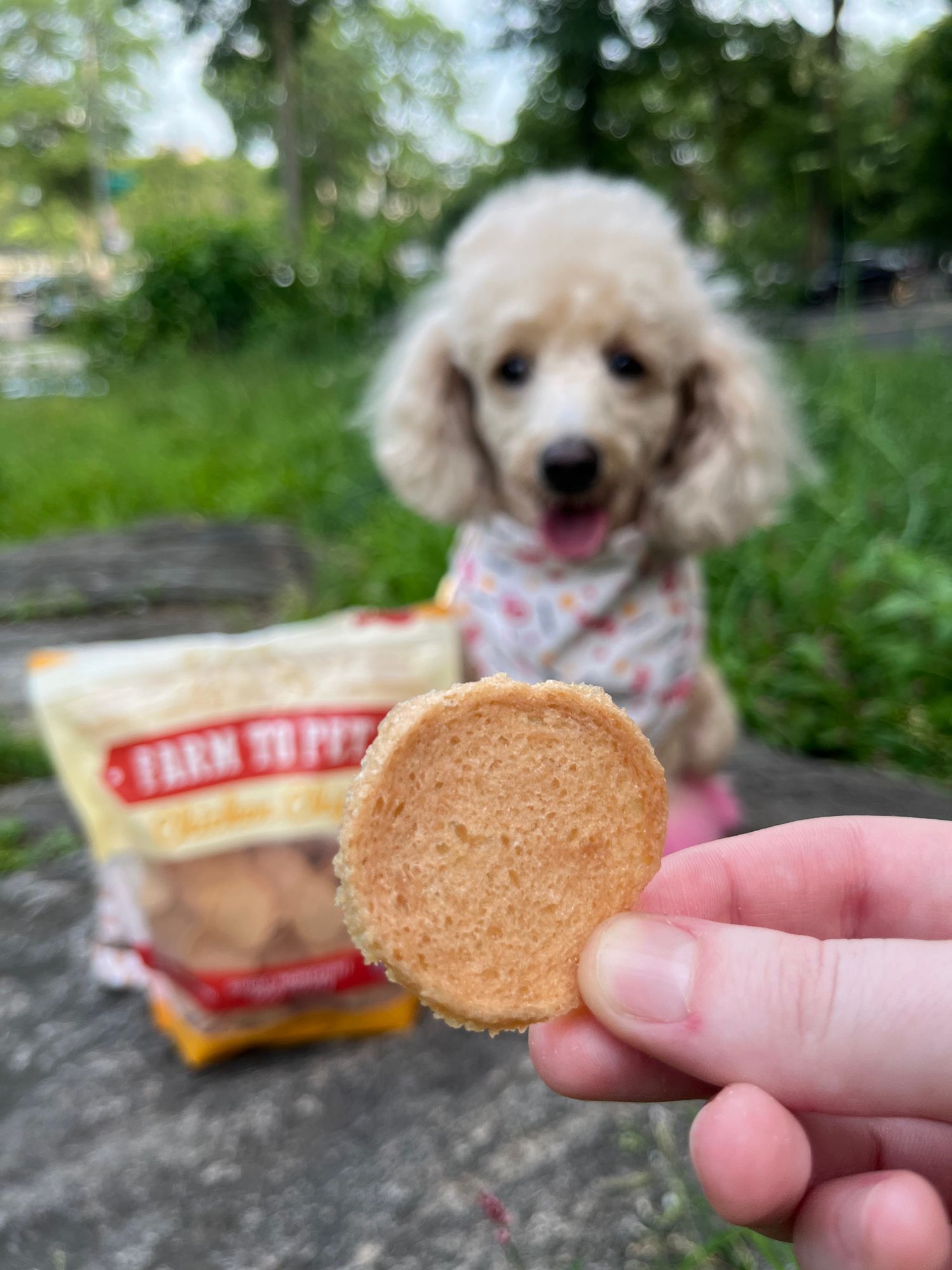 Healthy Dog Treats Safe For Puppies Training Treats For Dogs