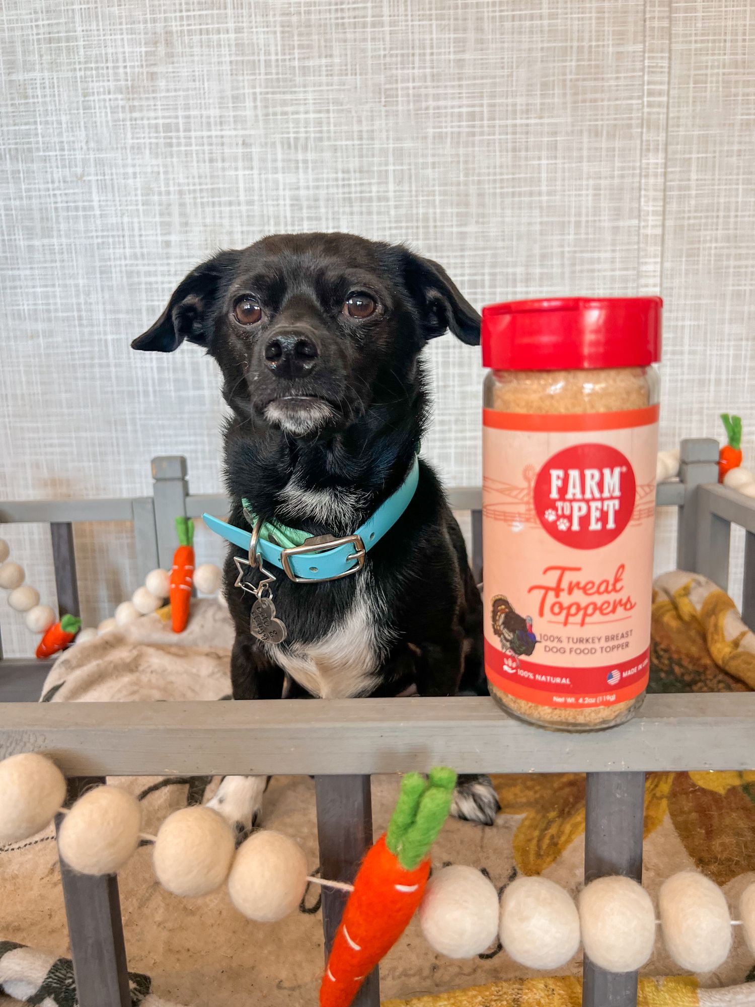 What are Good Toppers for Dog Food: Enhance Nutrition