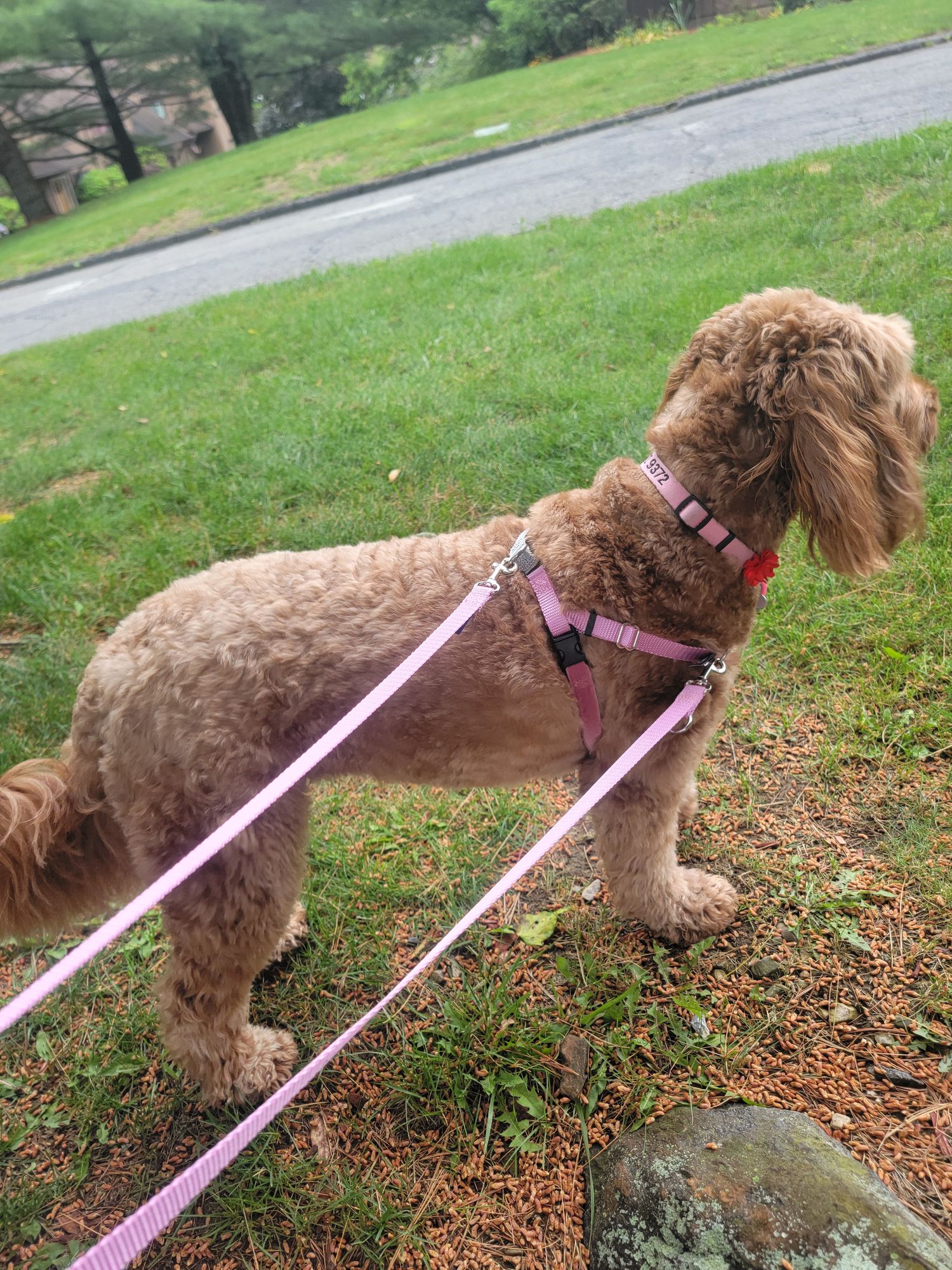 Best Harness For Best Dog Collars For Goldendoodles Dog Harness