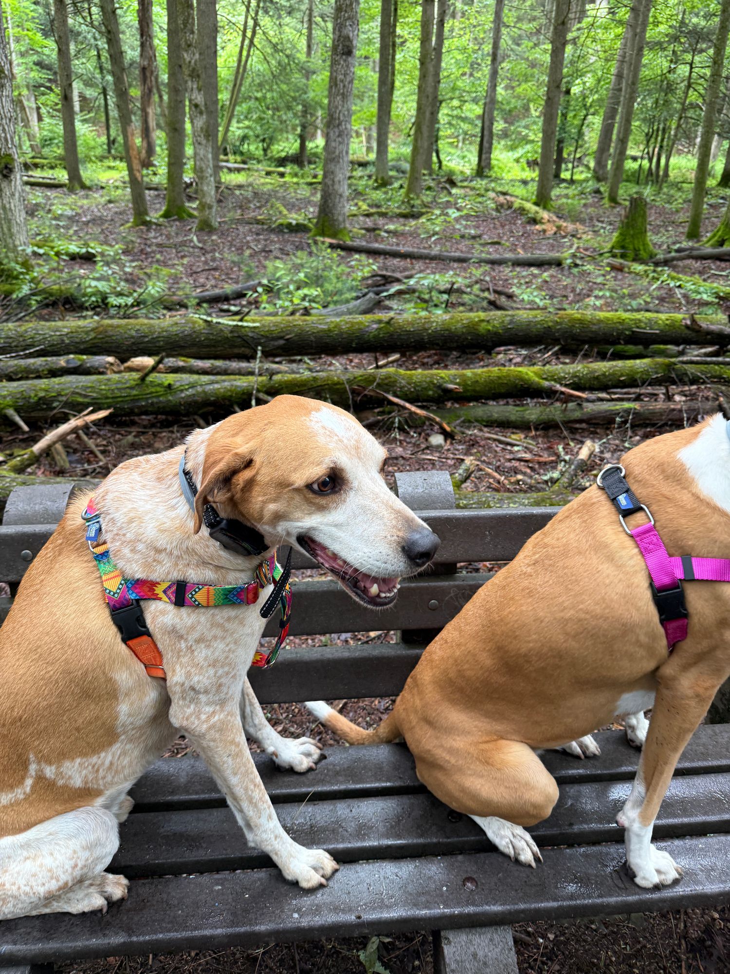 BFF (Best Friends Forever) Freedom No-Pull Dog Harness