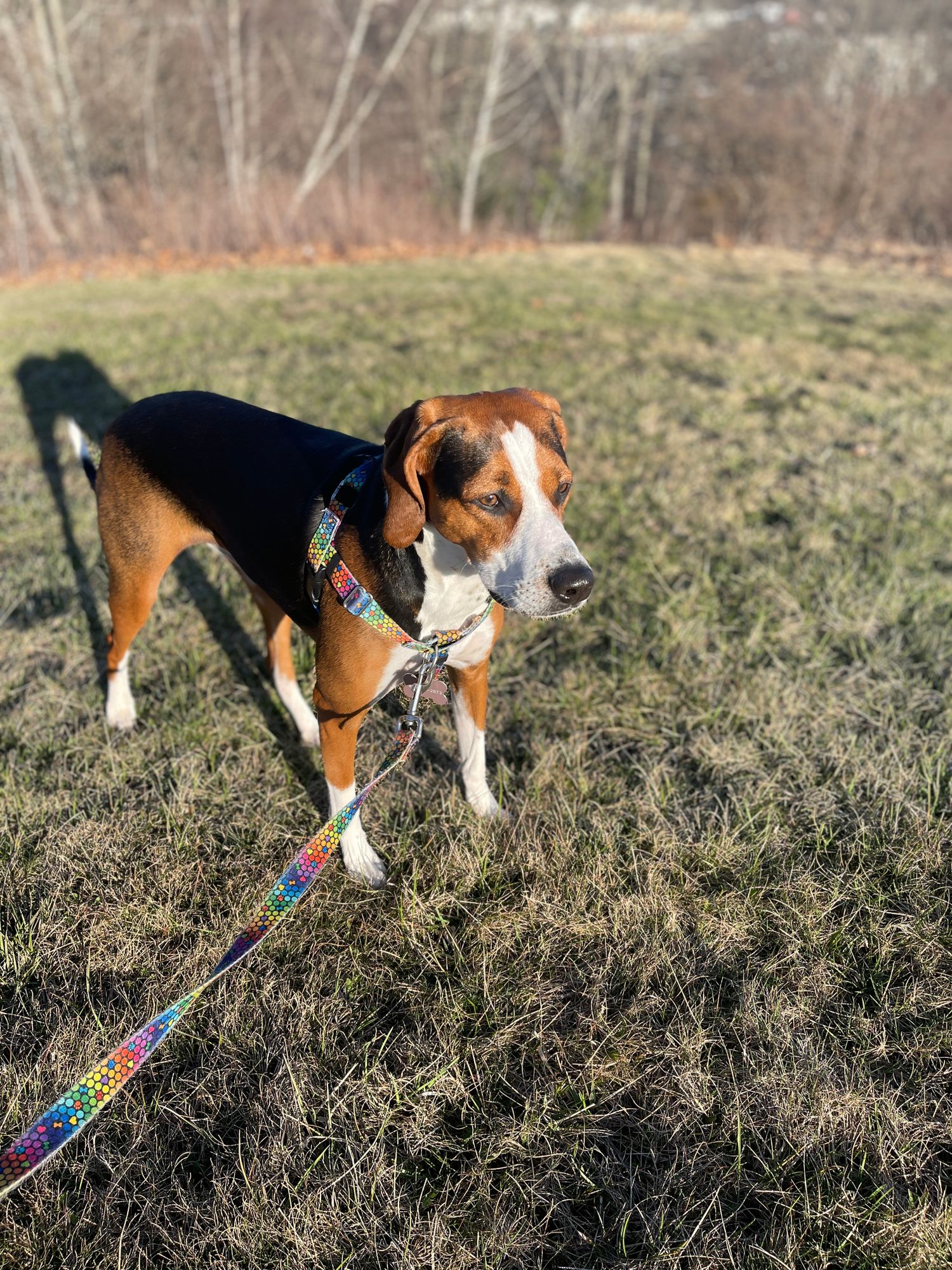Forest Floor Freedom No-Pull Dog Harness – EarthStyle - 2 Hounds 