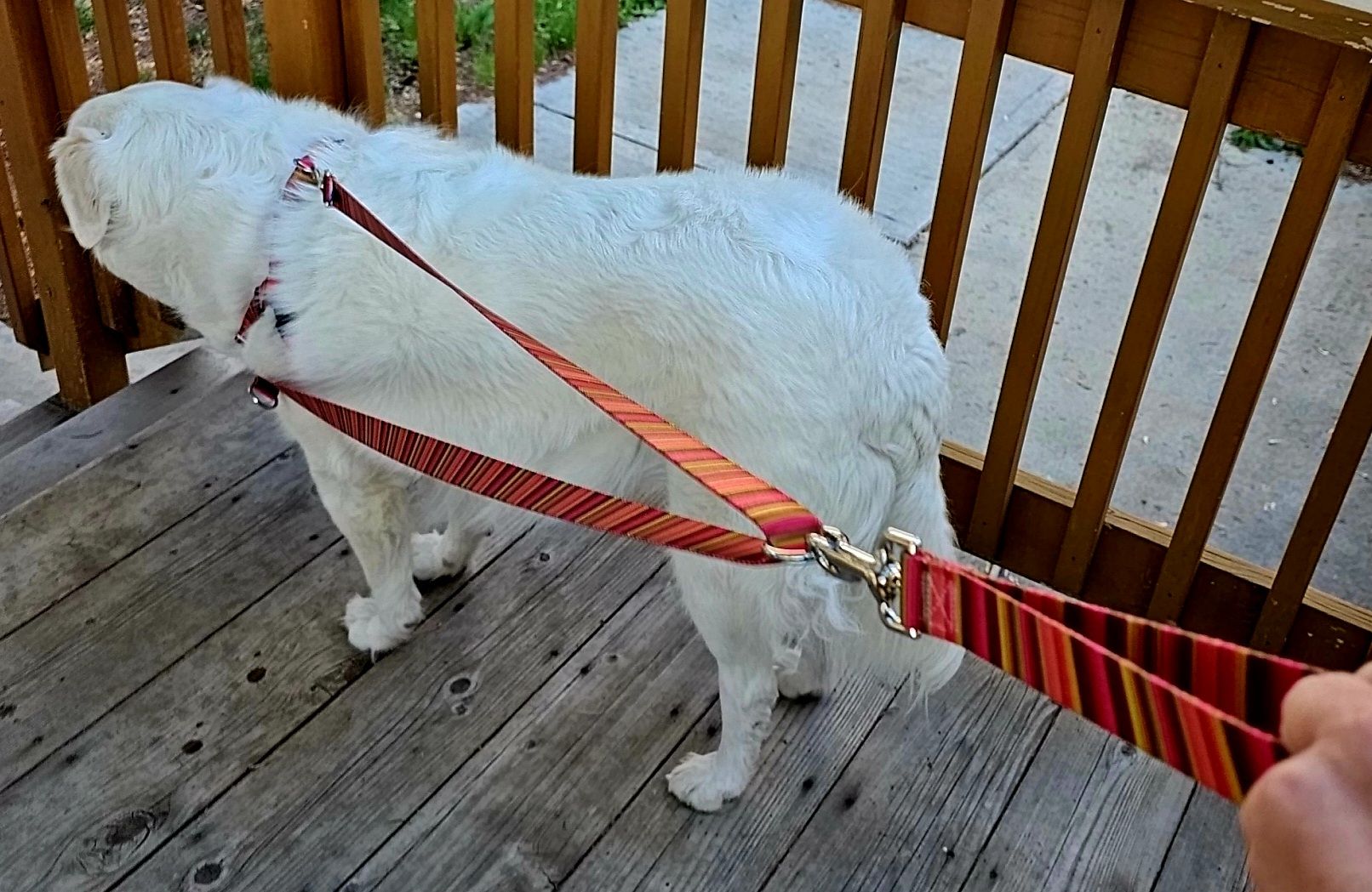 Dog Harness Lead Pitbulls And Parolees Leash Harness Lead Reflective