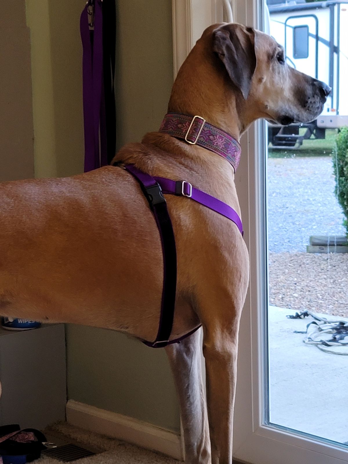Americana Star Blue 2″ Wide Martingale Dog Collar - 2 Hounds Design