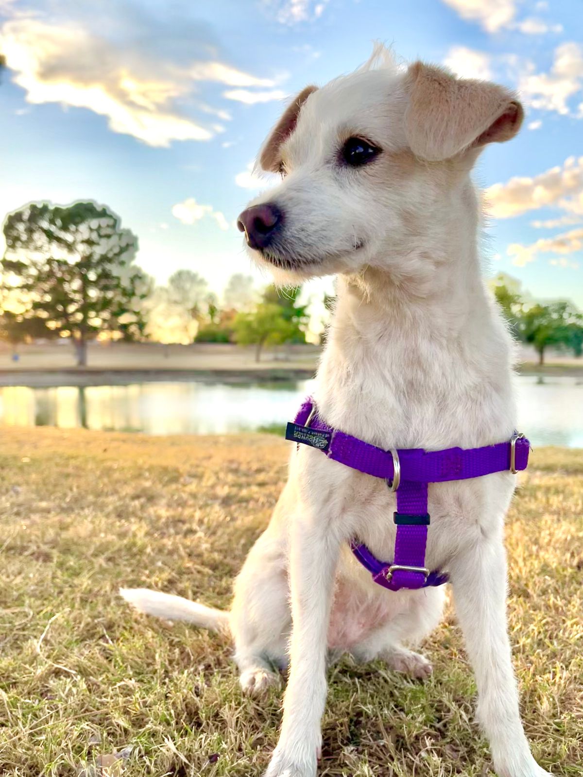 Purple Freedom No-Pull Dog Harness Hounds Design