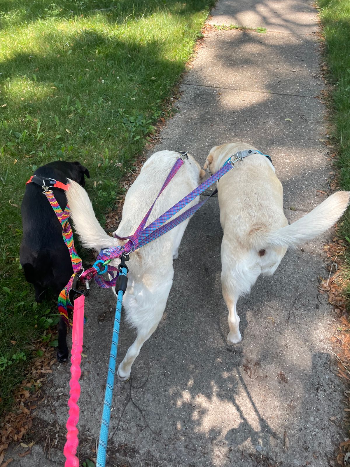 BFF (Best Friends Forever) Double Connection Leash – EarthStyle