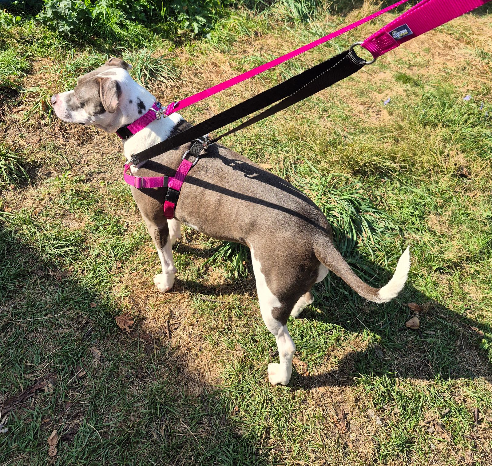 Royal Blue Freedom No-Pull Dog Harness Hounds Design