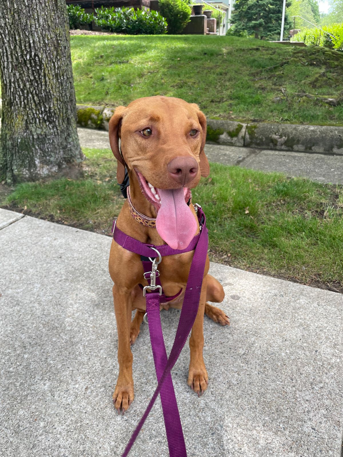 Burgundy Freedom No-Pull Dog Harness Hounds Design