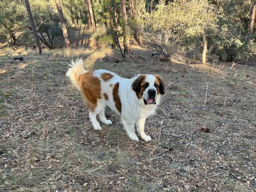 Royal Blue Freedom No-Pull Dog Harness Hounds Design