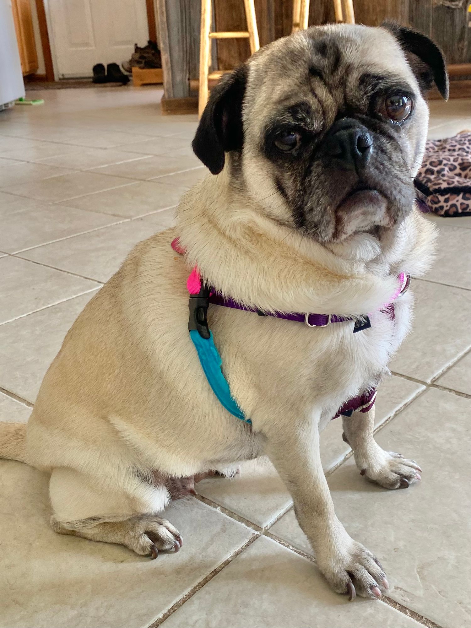 Jellybean Sugar Freedom No-Pull Dog Harness Hounds Design