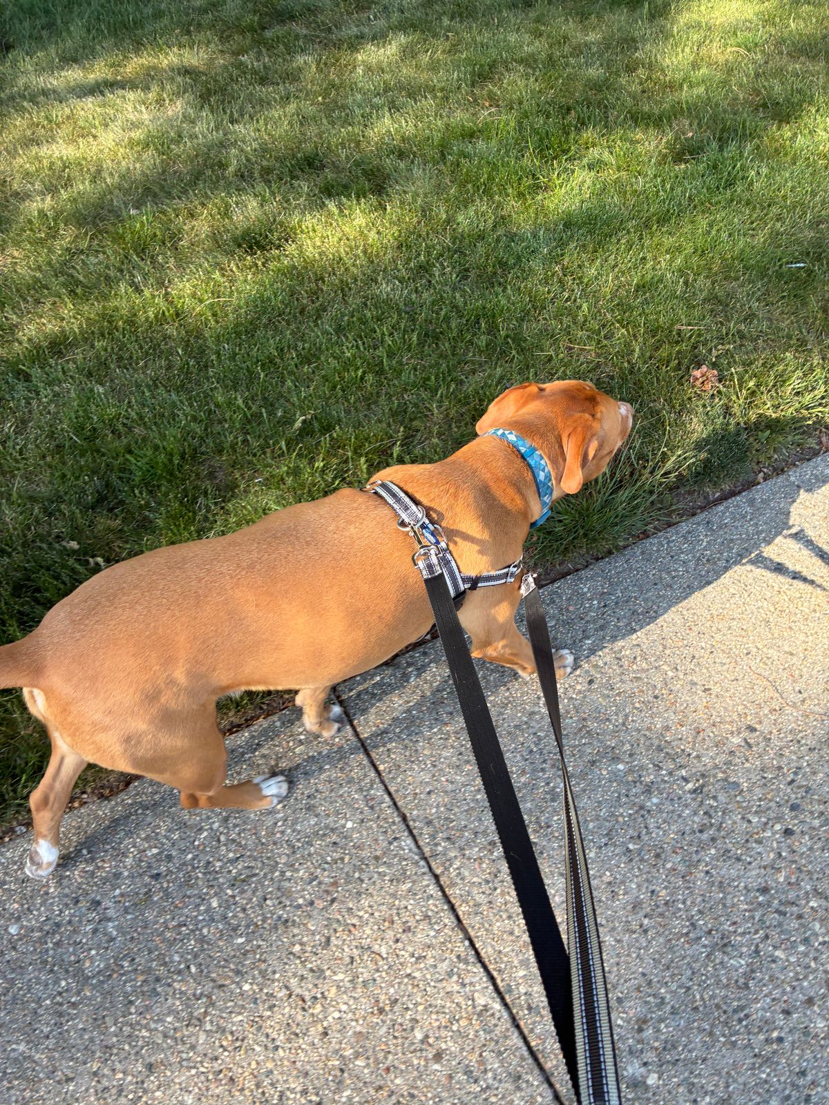 No Pull Best Dog Leashes Pit Bull The Best No Pull Dog Harness