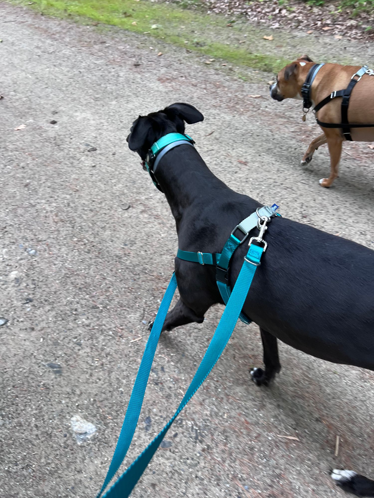 Black Freedom No-Pull Dog Harness Hounds Design