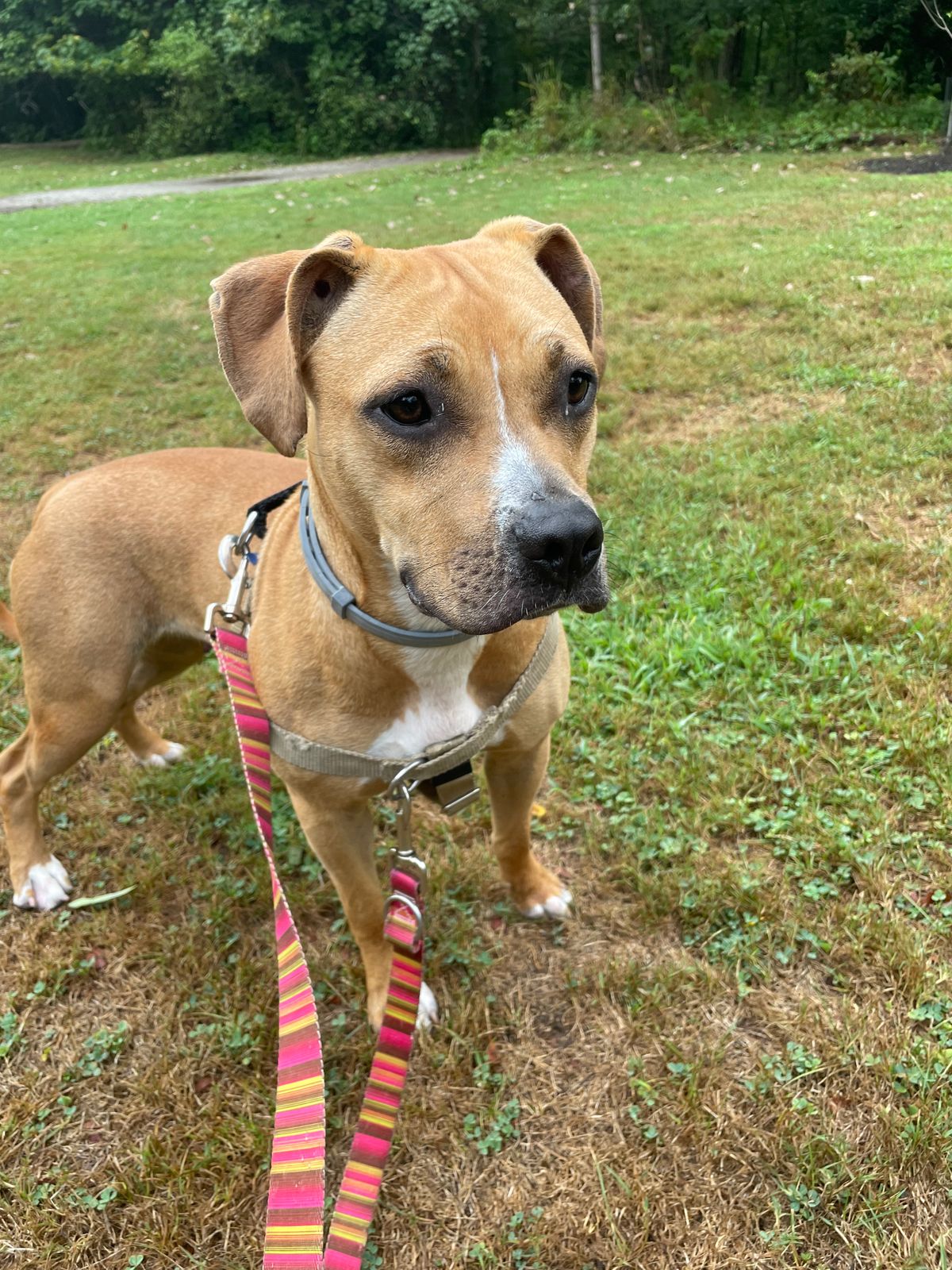 Tan Boxer Hound Mix Donate2Hounds Freedom Harnesses And Leashes