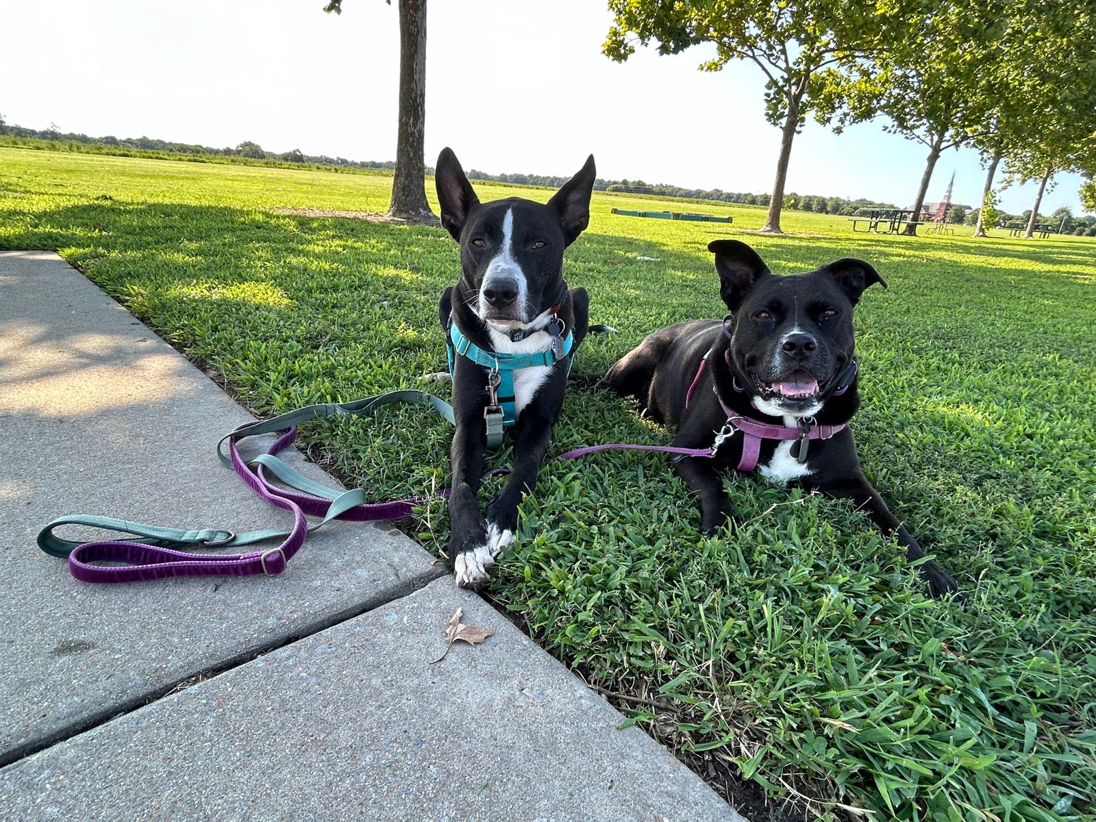 Tan Freedom No-Pull Dog Harness Hounds Design