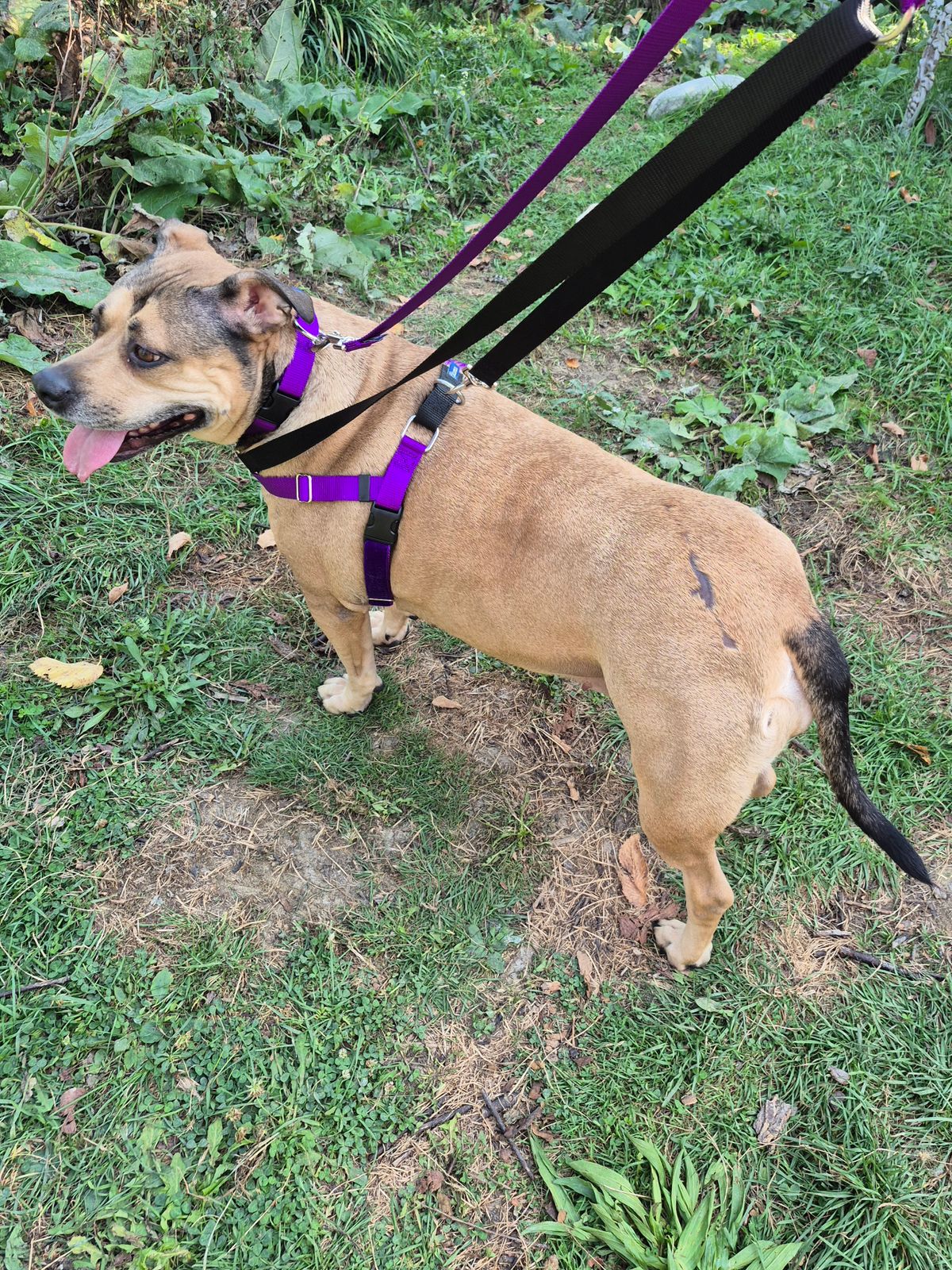 Royal Blue Freedom No-Pull Dog Harness Hounds Design