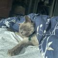 A gray and white cat sleeping peacefully under a blue floral blanket on white bedding