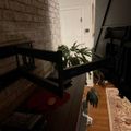 Interior view of a modern home showing a black metal staircase railing, white brick wall, hardwood floors with decorative rugs, and potted plants near a white door