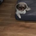 Small dog with brown and white fur resting on a dark blue cushion on wooden floor