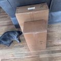 A gray cat sits on wooden flooring next to stacked cardboard packages beside a blue couch