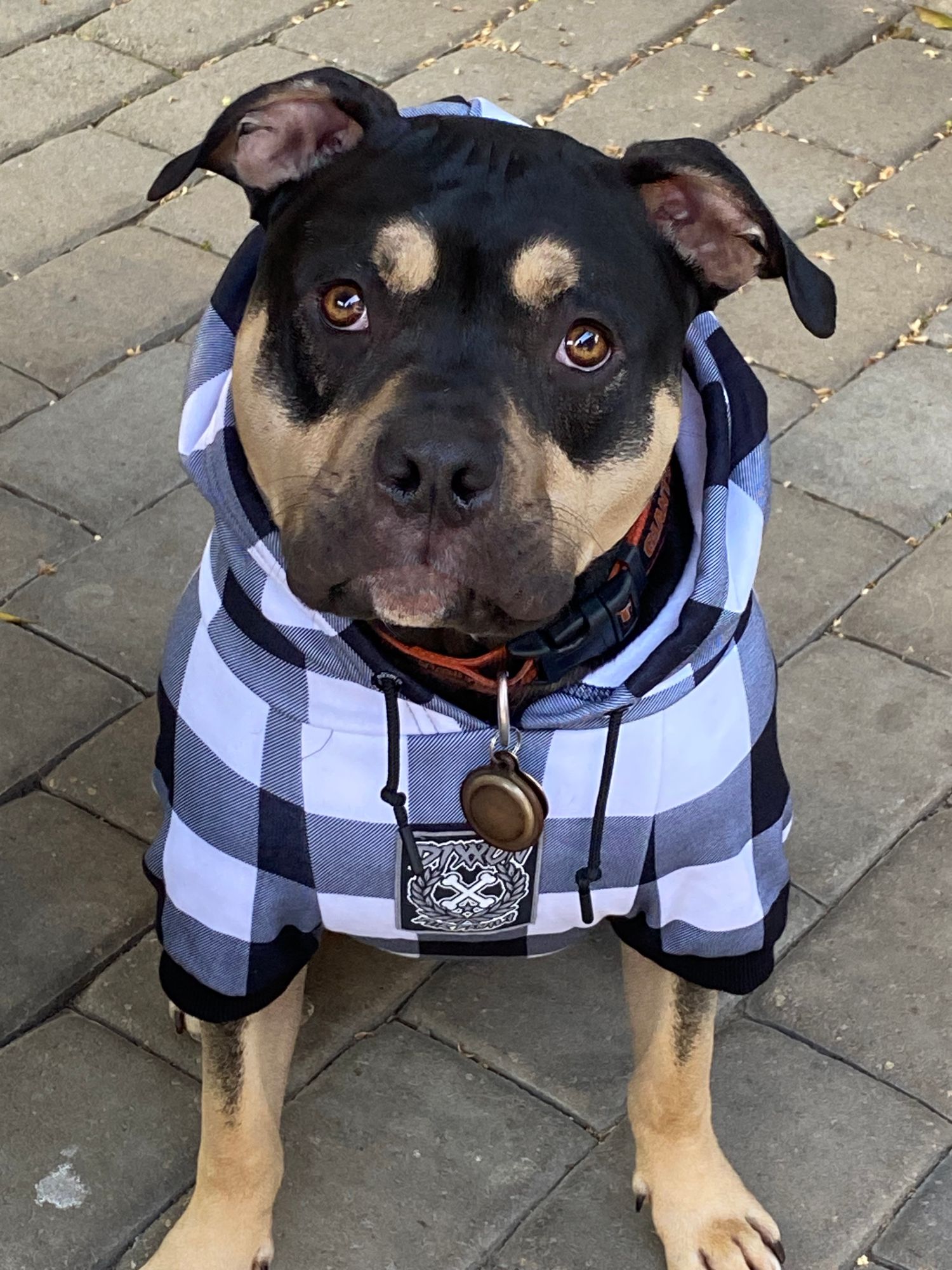 Staffy Dog Clothes: Stylish Comfort for Your Loyal Companion