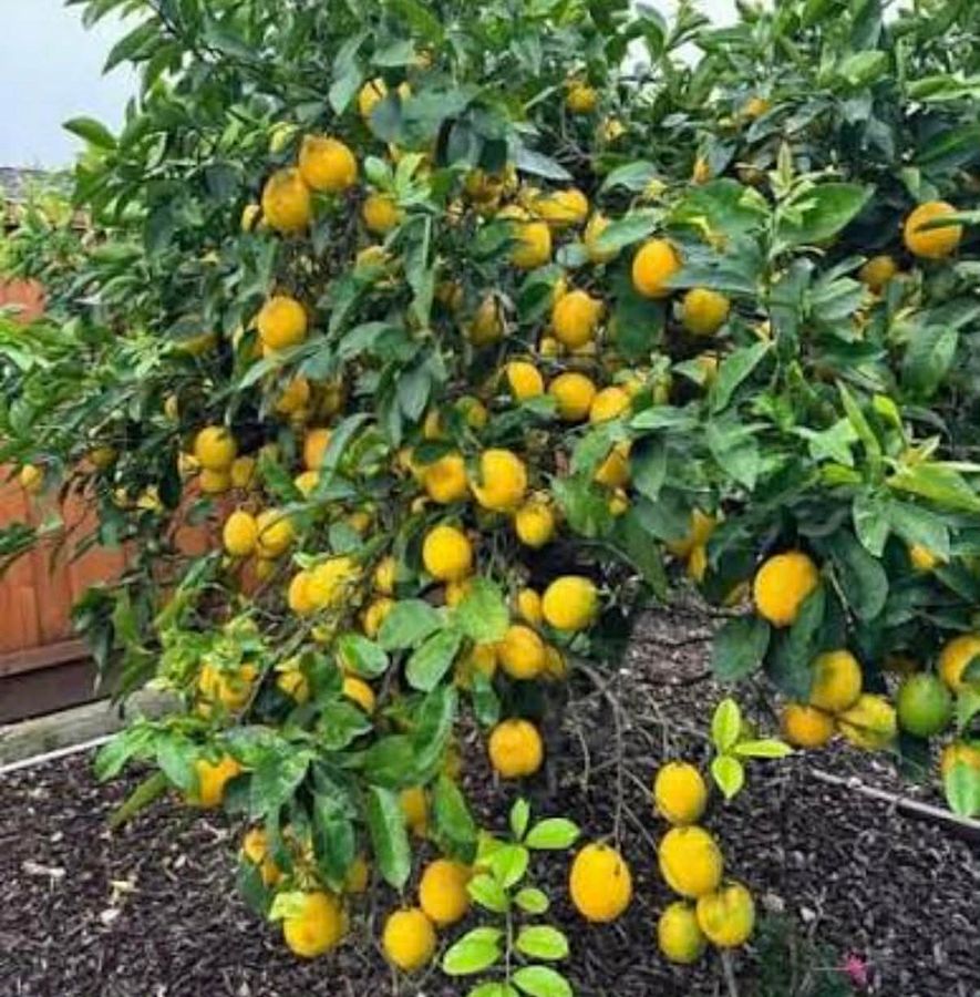 Lemon tree heavy with fruit