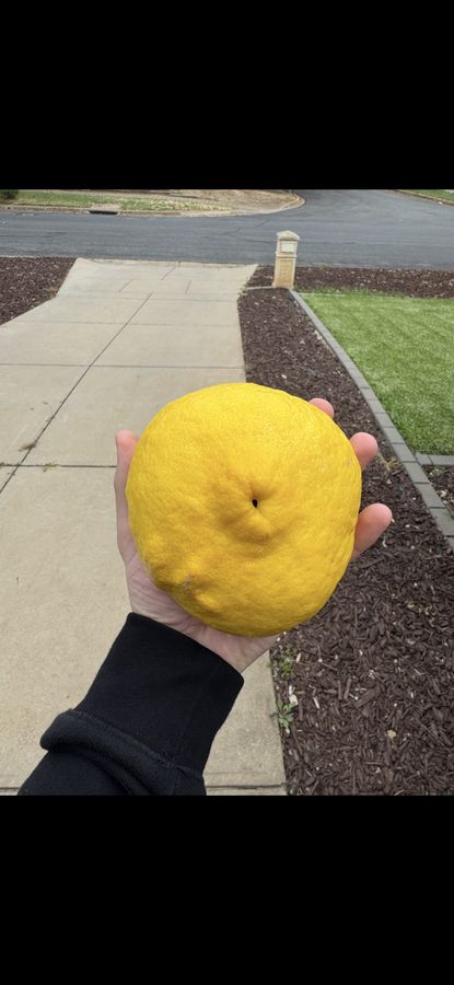 Large healthy lemon grown with Medibud