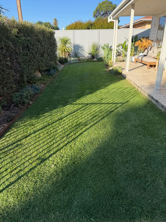 Lush green backyard lawn fed with Medigrow