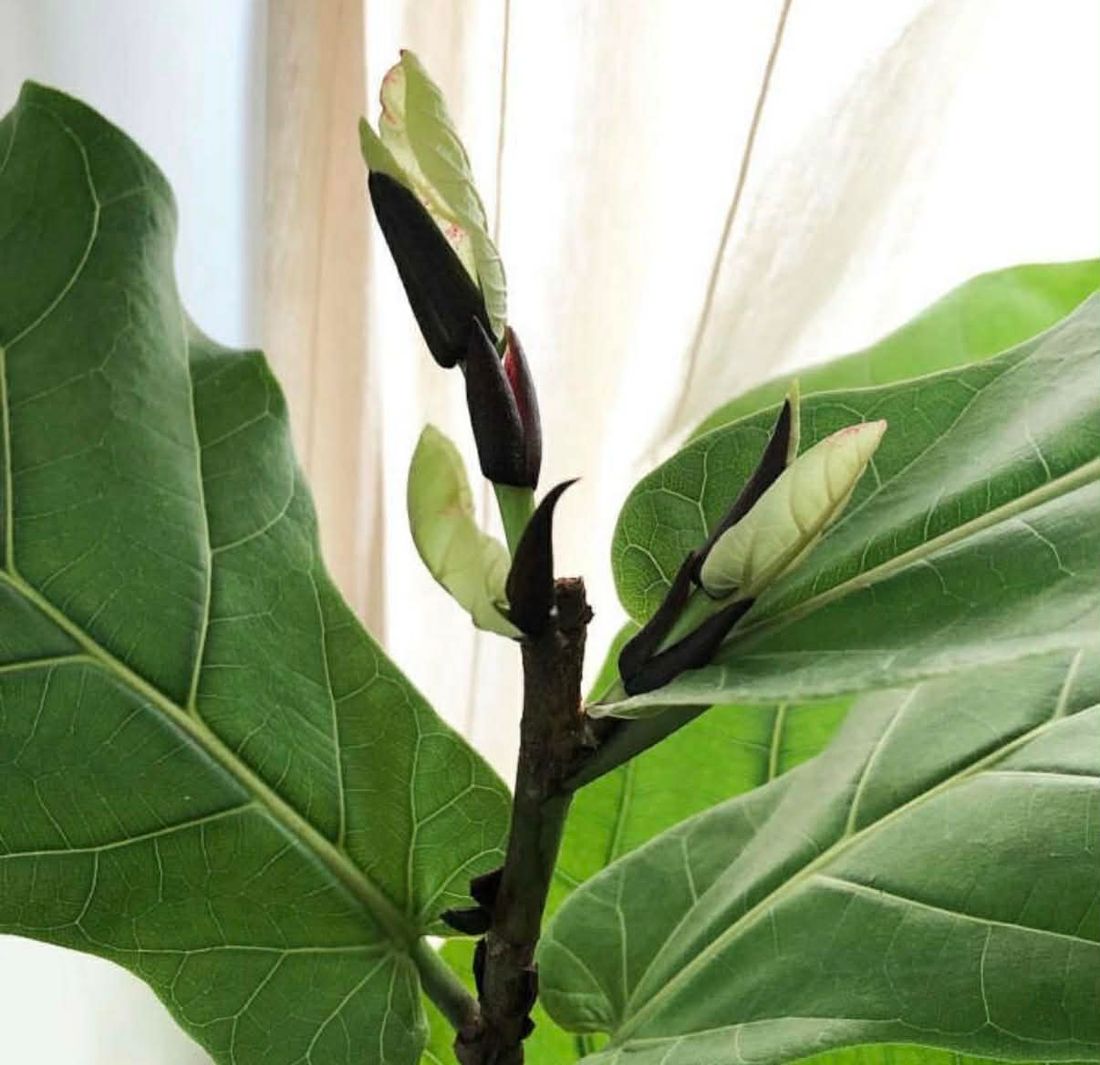 Fiddle leaf fig with fresh green growth after using Medigrow