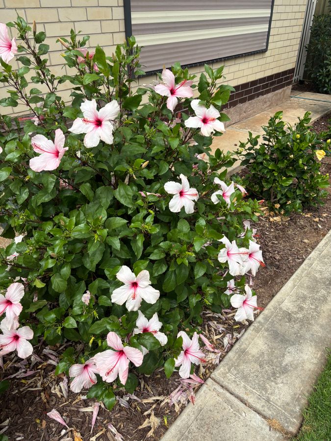 Hibiscus in full bloom after feeding with Medibud