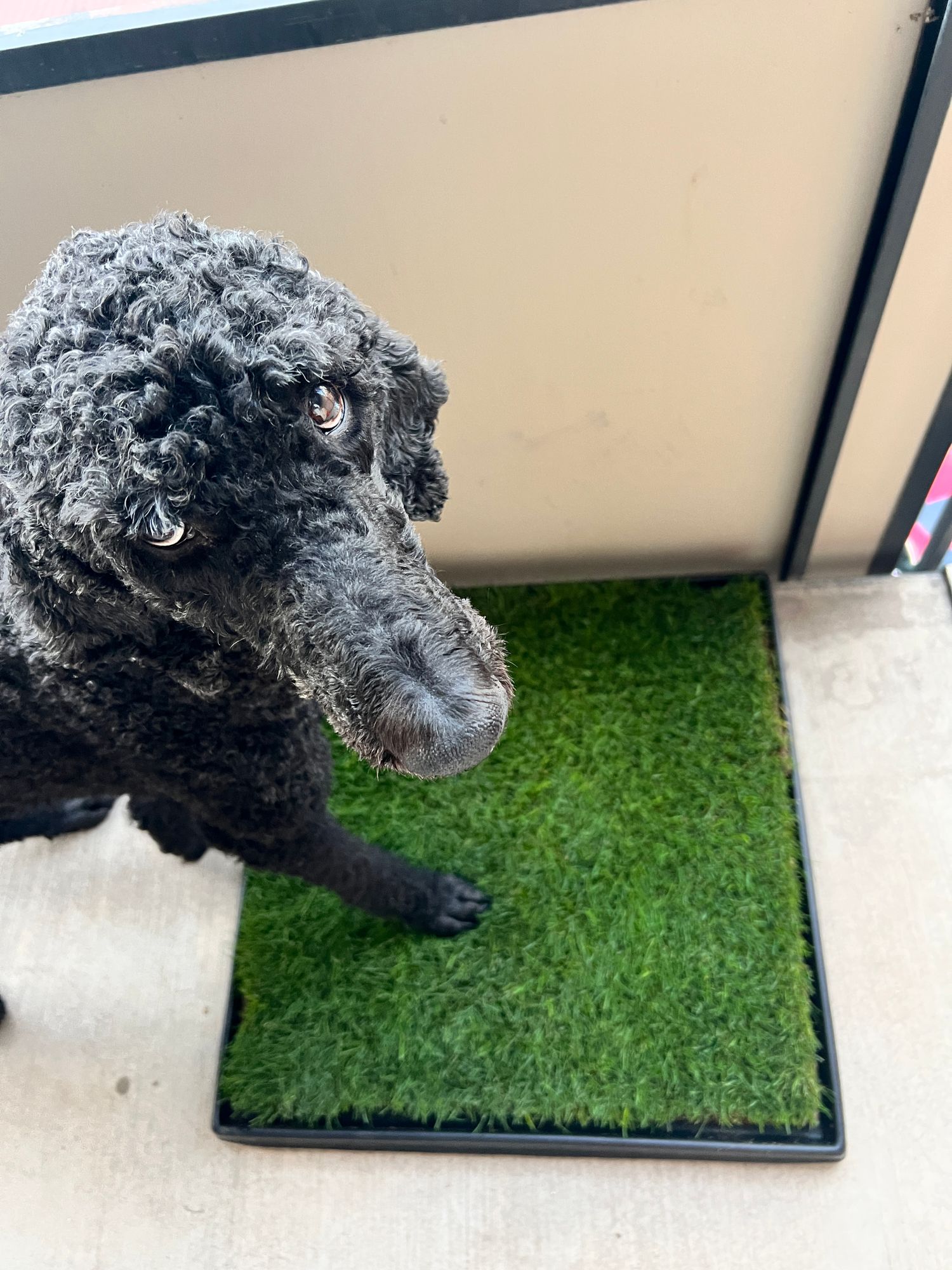 Toilet Large Dog Grass Pad Fresh Patch Large Dog Grass Pee Pad