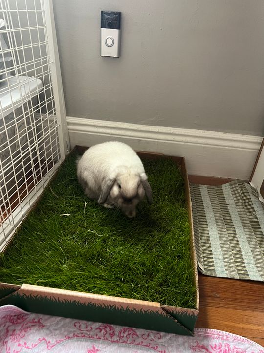 Carpet Repair Rabbit Chewing Carpet Rabbit Scratch Pad Anti Slip