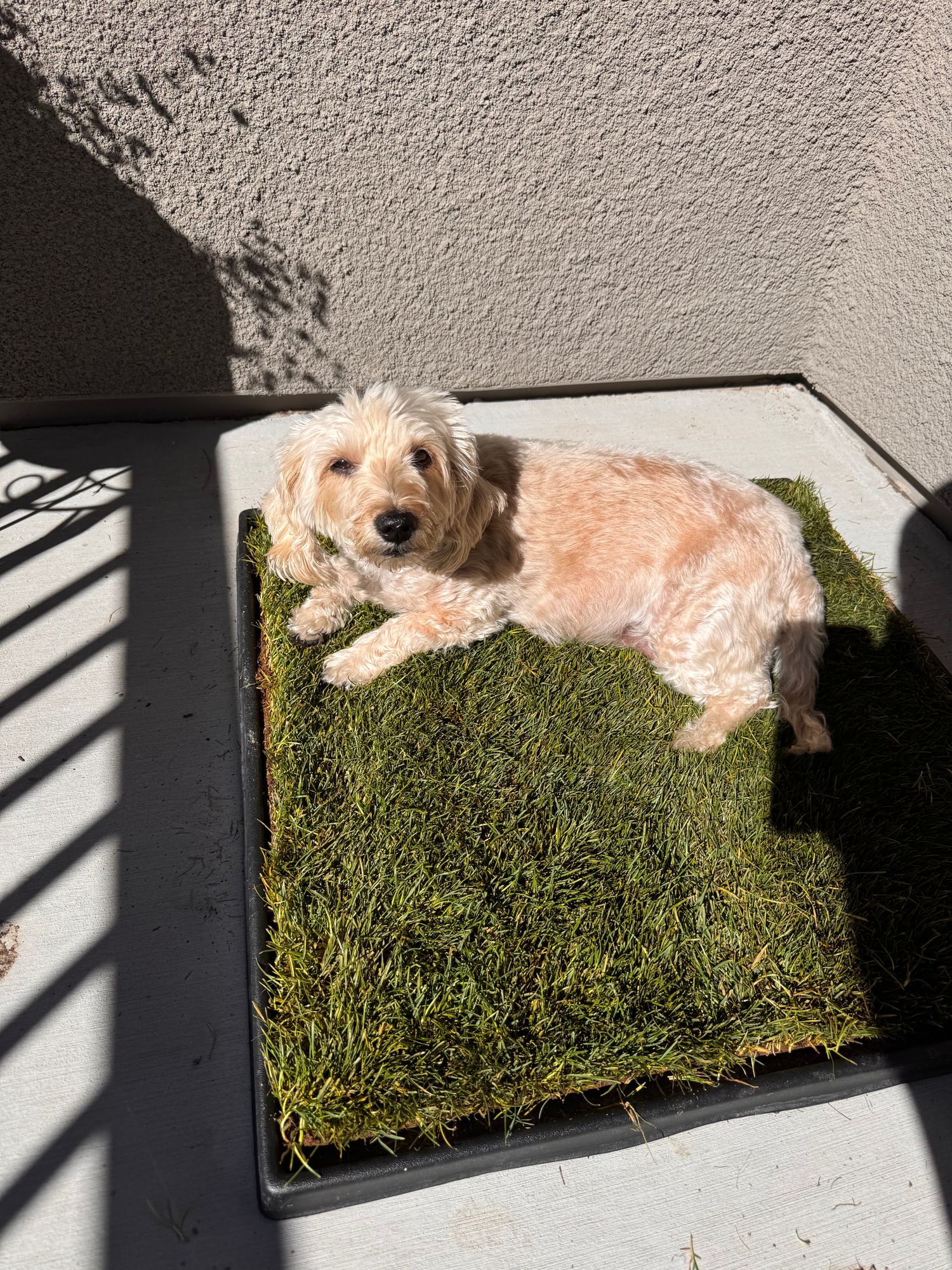 Grass Patch For Dogs Balcony Balcony Outdoor Dog Bathroom Area