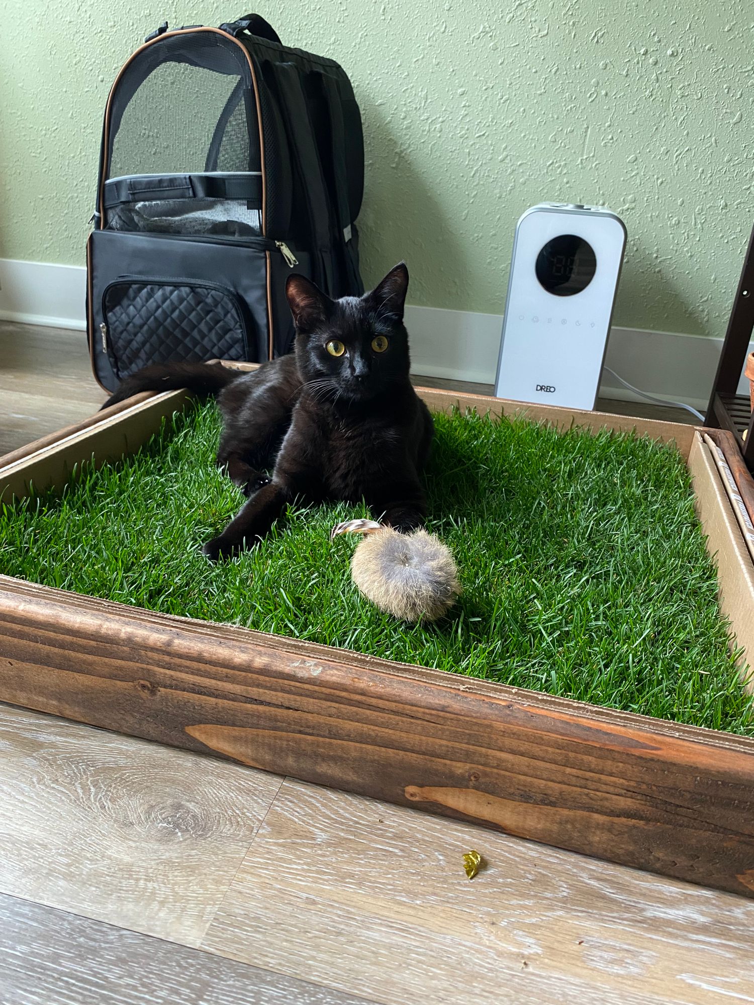 Fresh Patch Cat (Large) Pet Grass Pad, 24 x 24 inches in size - Main Image