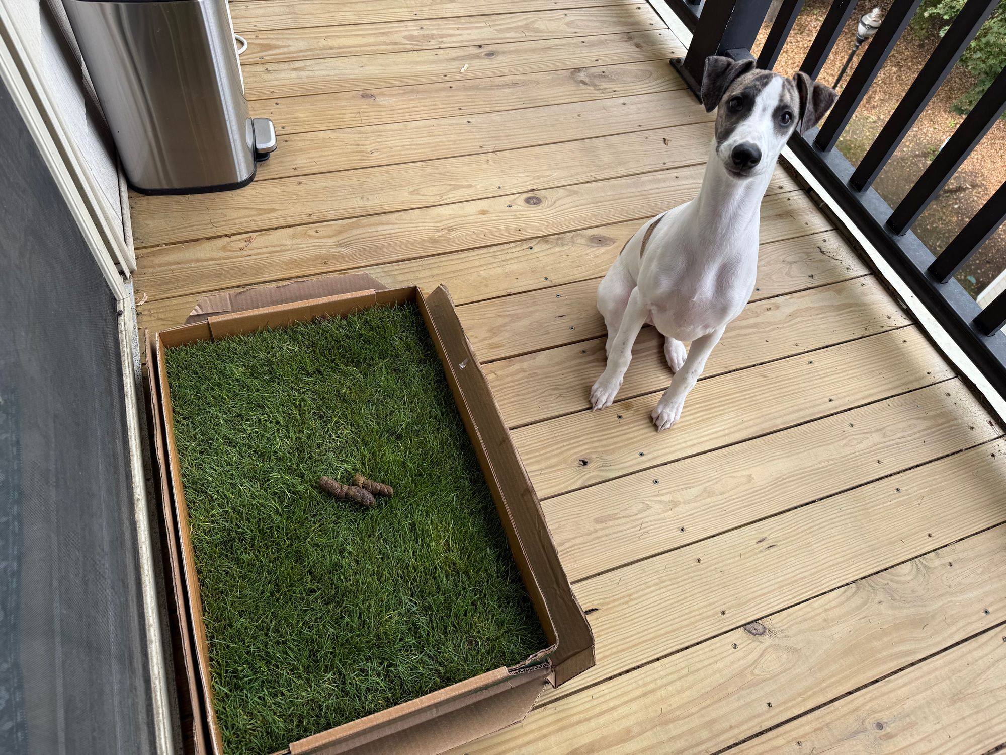 Potty Area Real Grass Dog Potty Box Diy Artificial Grass Diy Dog