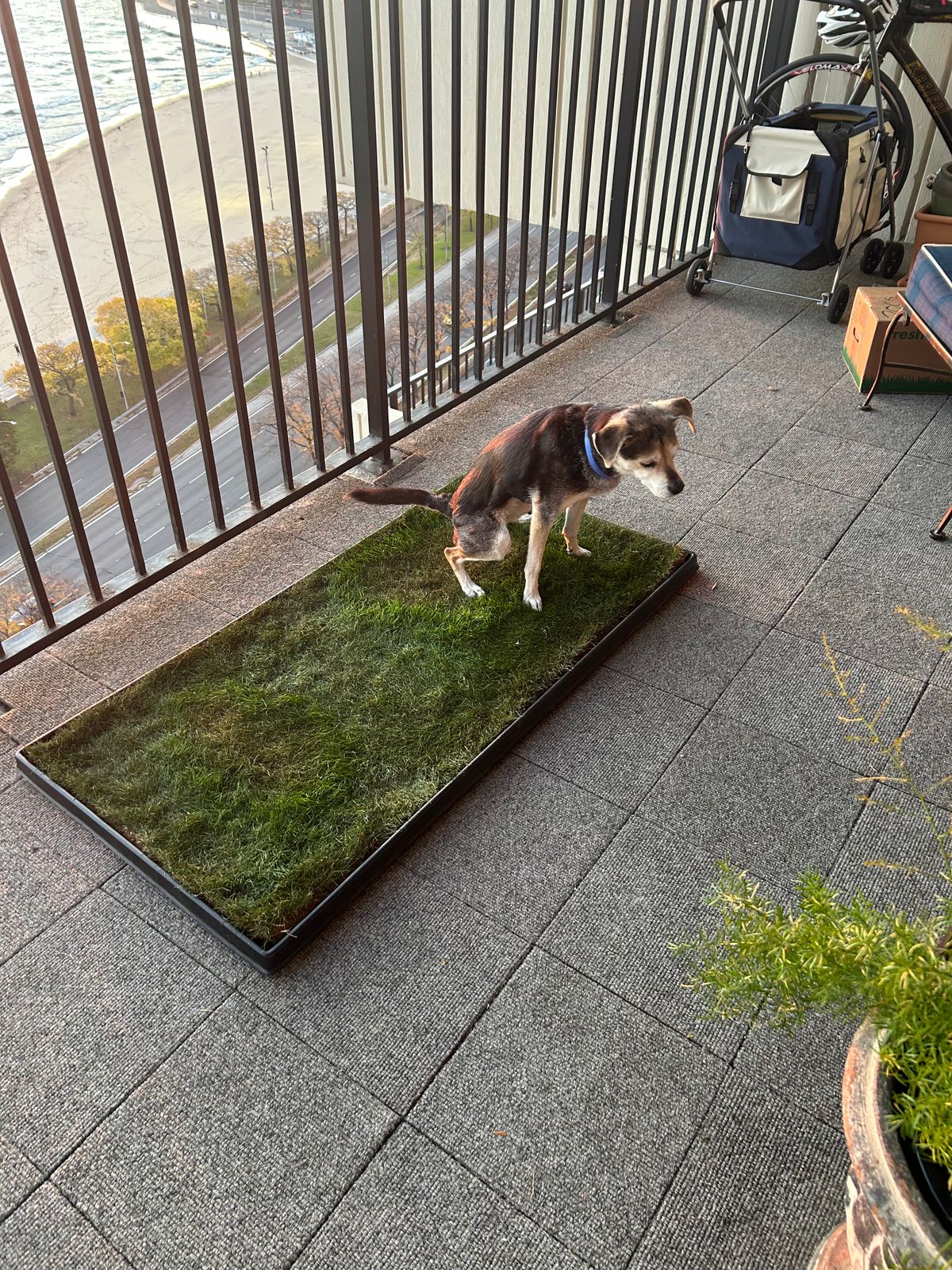 The Fresh Patch XL Patch, the best Dog Potty for Patio or Balcony - Main Image