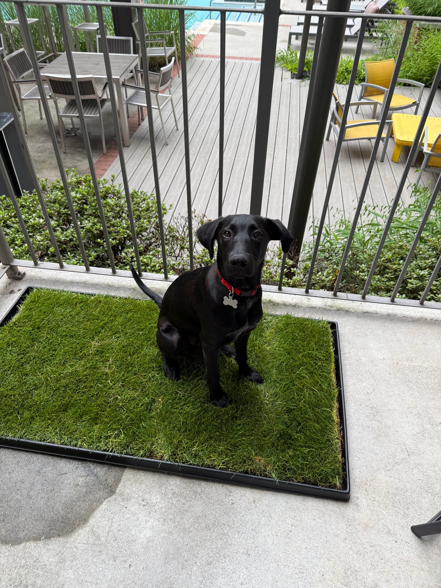 Porch Potty Portable Dog Potty Porch Potty Indoor Dog Pee Puppy