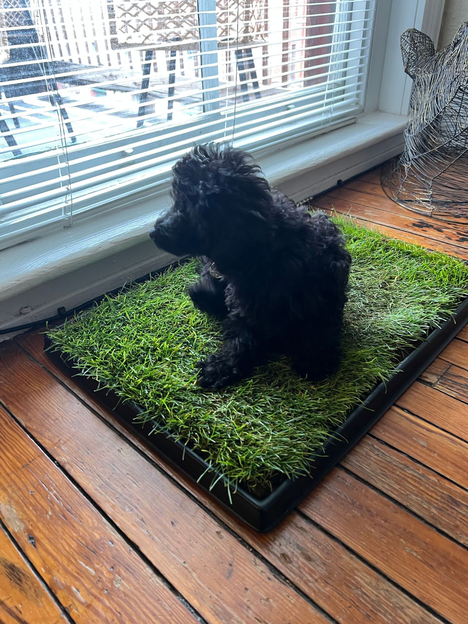 Pooch Patch Dog Grass Patch Delivery Real Grass Patch Diy Dog