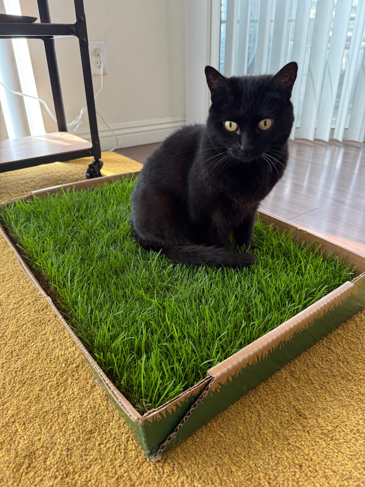 Kitty Lawn Grass Pad For Cats Cat Grass For Indoor Cats Royal Pet - Main Image