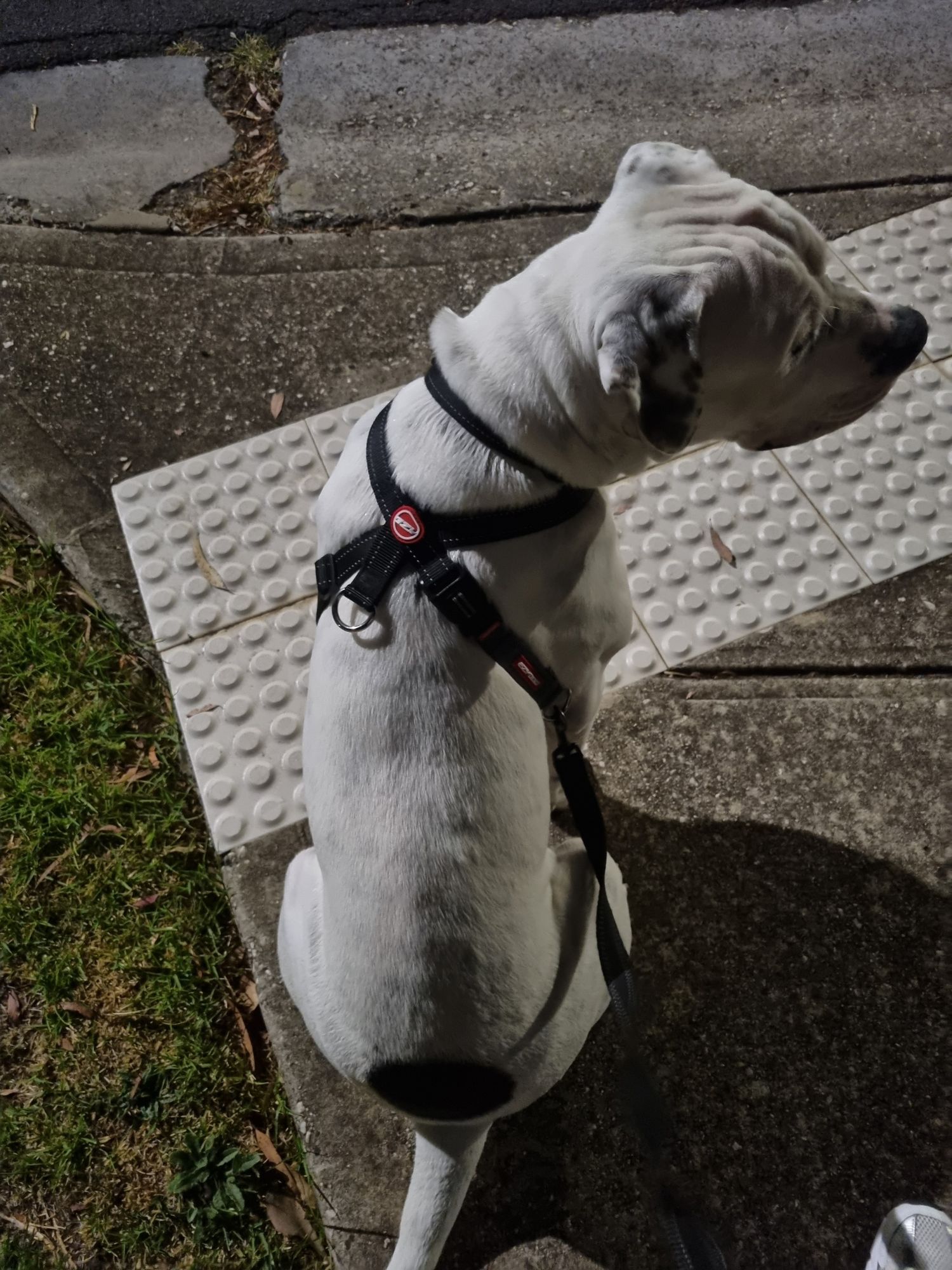 EzyDog Crosscheck Harness No Pull, Escape-Proof Design