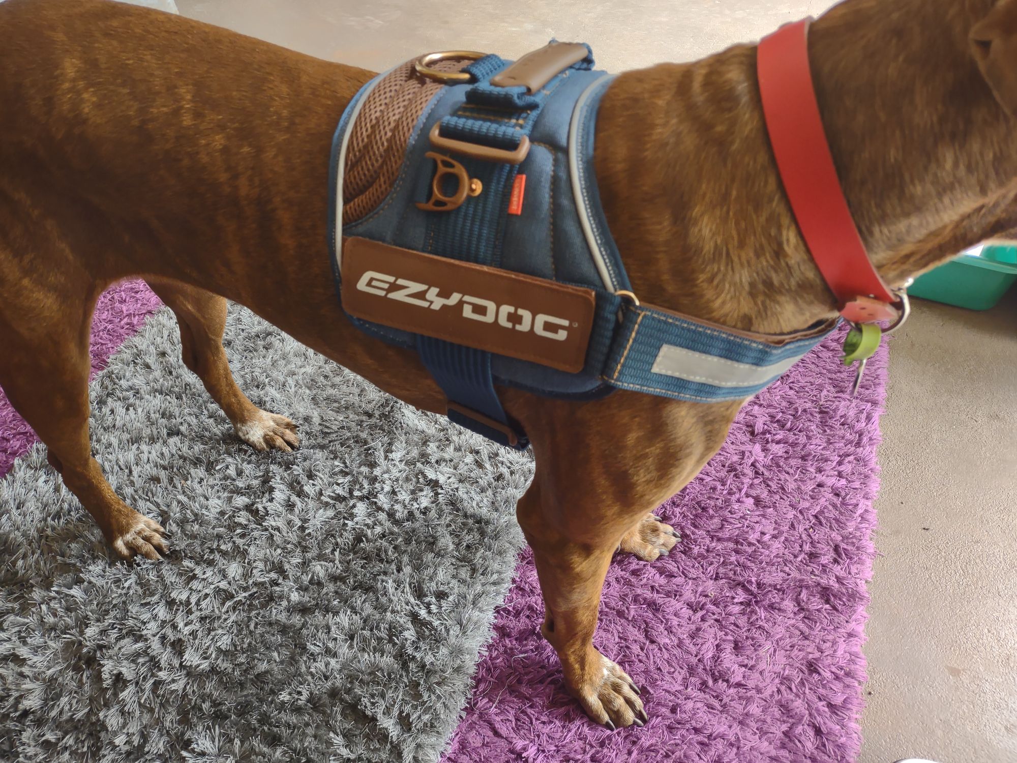 Denim Convert Harness Tough Stylish