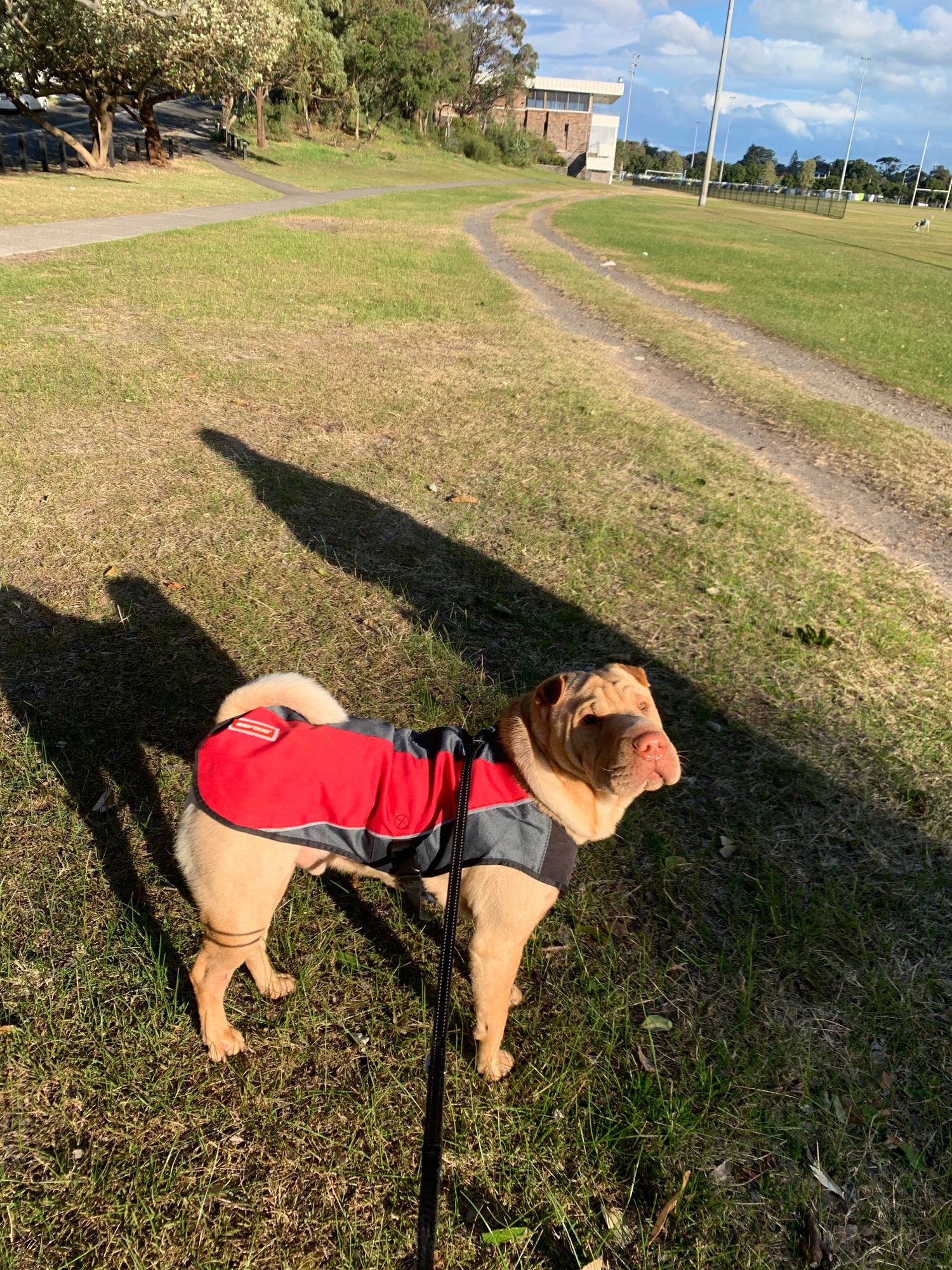EzyDog Element Dog Jacket - Wind And Waterproof Reflective Coat For Large Dogs