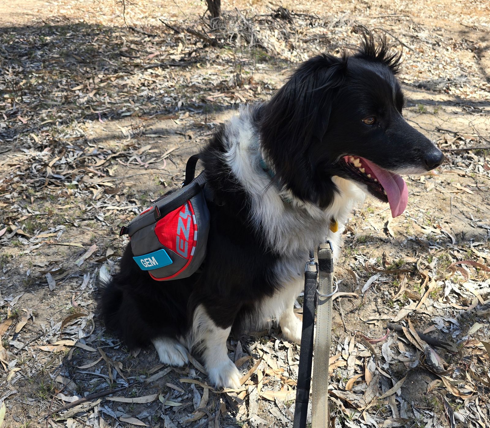 best hiking backpack for a border collie Ranger Pack | Dog 50lbs with a 12 Kado's Pack & Gear -