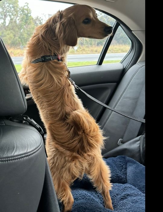 Click Dog Seat Belt ISOFIX Quick-fit Adjustable