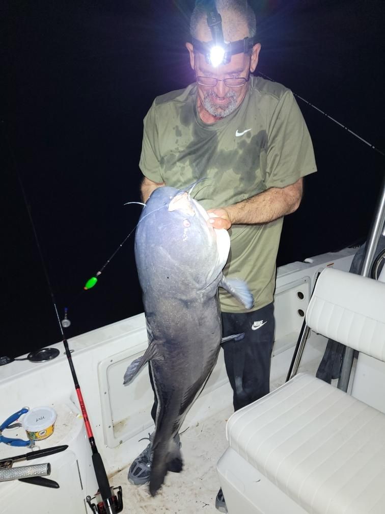abu garcia beast x reel Revo Low Profile class precision Abu Ambassadeur 5500-C3 Fishing Model:BST300LP-HS | 7.5:1 | Right Hand auto:dtbaseline_15