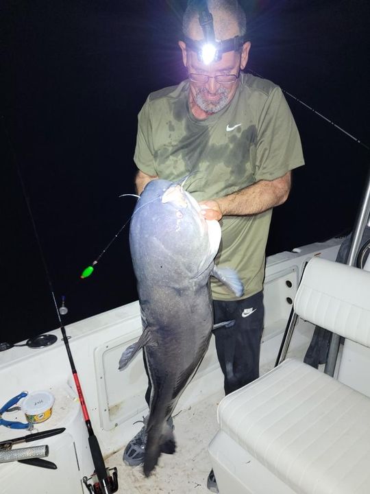 abu garcia ambassadeur c3 catfish special reel Round Experience the power and performance of the Abu Garcia Catfish Special Casting Reels Abu Garcia Ambassadeur C3-6500CATSPC Catfish